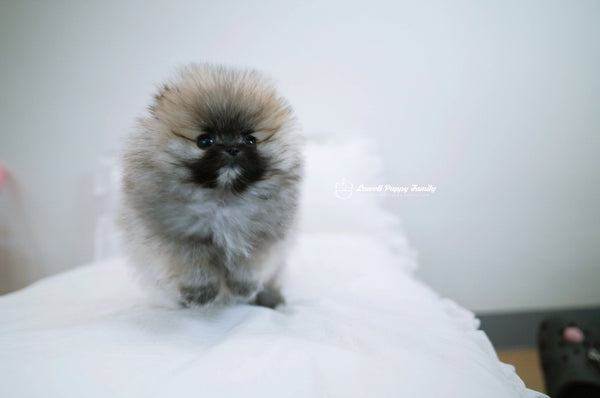 Teacup Pomeranian Female [Foufou] - Lowell Teacup Puppies inc