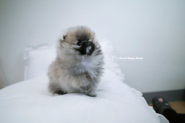 Teacup Pomeranian Female [Foufou] - Lowell Teacup Puppies inc