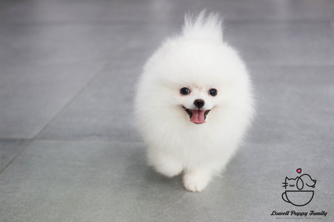 Teacup Pomeranian Female [Bonnie] - Lowell Teacup Puppies inc