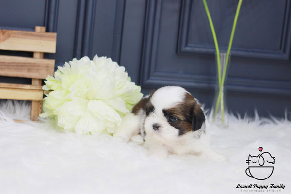 Teacup Shih Tzu Female [Rori] - Lowell Teacup Puppies inc