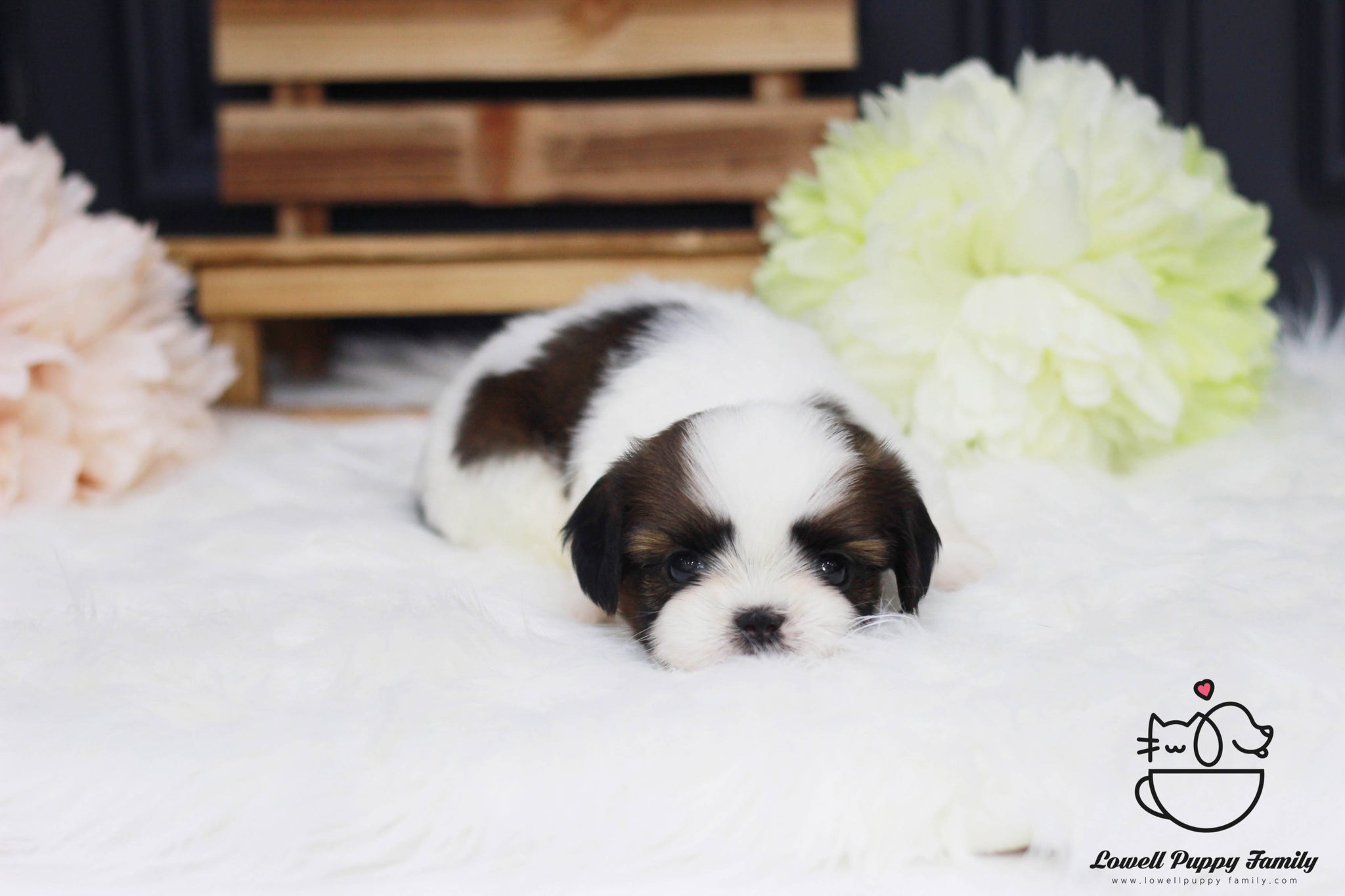 Teacup Shih Tzu Female [Rori] - Lowell Teacup Puppies inc