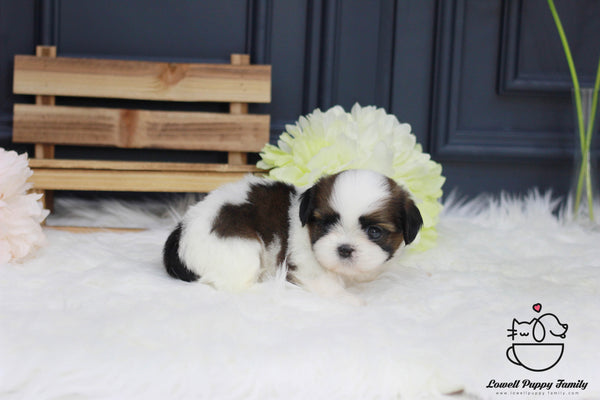 Teacup Shih Tzu Female [Rori] - Lowell Teacup Puppies inc
