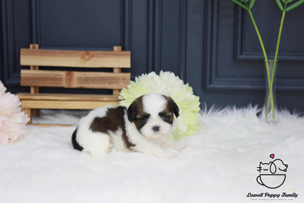 Teacup Shih Tzu Female [Rori] - Lowell Teacup Puppies inc