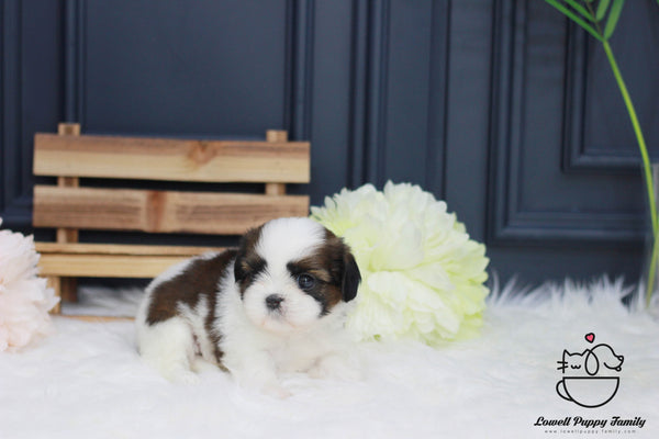 Teacup Shih Tzu Female [Rori] - Lowell Teacup Puppies inc