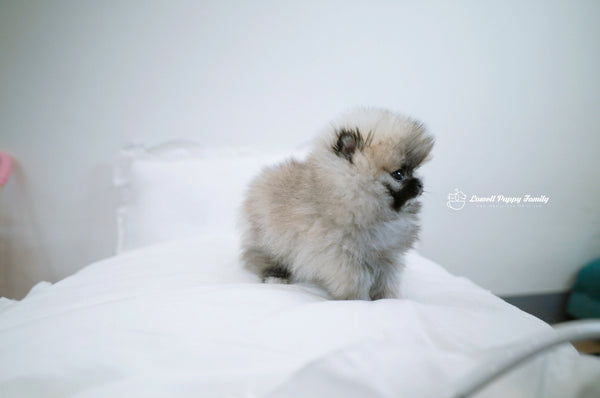 Teacup Pomeranian Female [Foufou] - Lowell Teacup Puppies inc