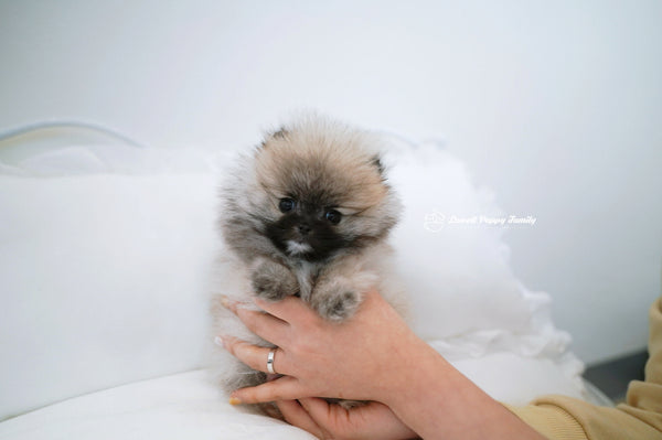 Teacup Pomeranian Female [Foufou] - Lowell Teacup Puppies inc