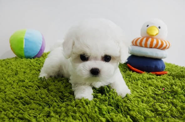 Teacup Bichon Frise Female [Hee] - Lowell Teacup Puppies inc