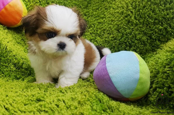 Teacup Shih Tzu Female [Janice] - Lowell Teacup Puppies inc