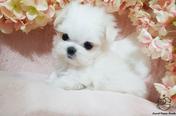 Teacup Maltese Male [Judy] - Lowell Teacup Puppies inc