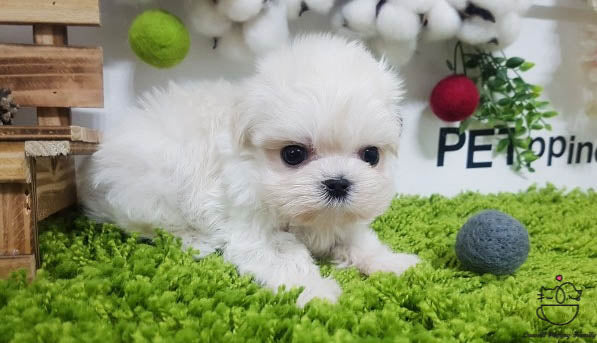 Teacup Maltese female [Kara] - Lowell Teacup Puppies inc