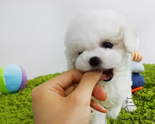 Teacup Bichon Frise Female [Hee] - Lowell Teacup Puppies inc
