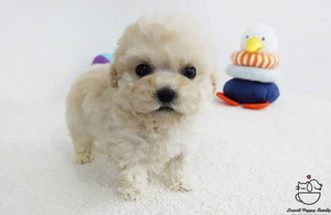 Jon / Teacup Poodle Female [Bora] - Lowell Teacup Puppies inc