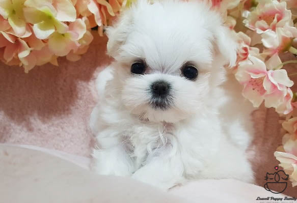 Teacup Maltese Male [Judy] - Lowell Teacup Puppies inc