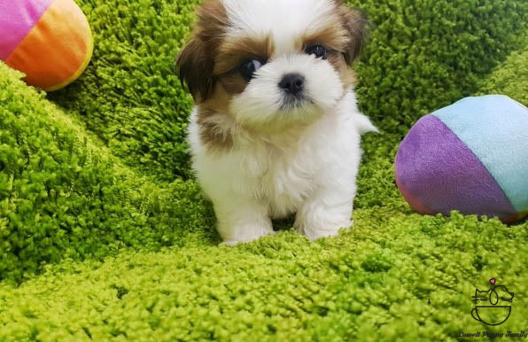 Teacup Shih Tzu Female [Janice] - Lowell Teacup Puppies inc