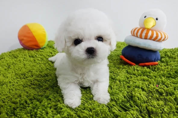 Teacup Bichon Frise Female [Hee] - Lowell Teacup Puppies inc