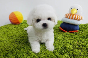 Teacup Bichon Frise Female [Hee] - Lowell Teacup Puppies inc