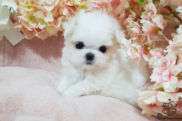 Teacup Maltese Male [Judy] - Lowell Teacup Puppies inc