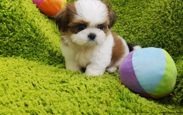 Teacup Shih Tzu Female [Janice] - Lowell Teacup Puppies inc