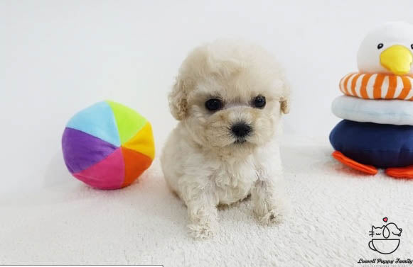 Jon / Teacup Poodle Female [Bora] - Lowell Teacup Puppies inc