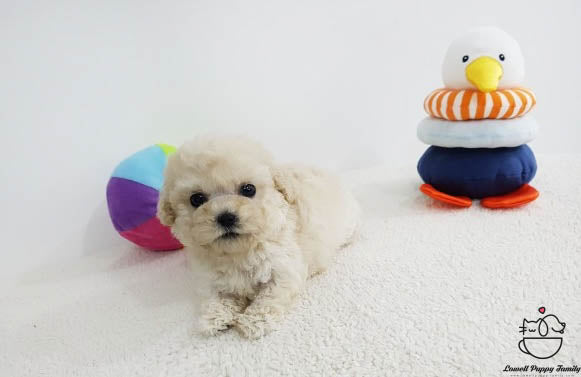 Jon / Teacup Poodle Female [Bora] - Lowell Teacup Puppies inc