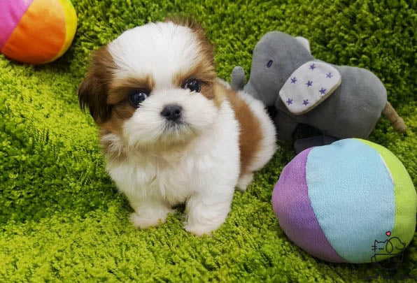 Teacup Shih Tzu Female [Janice] - Lowell Teacup Puppies inc