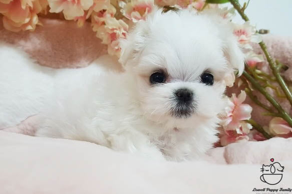 Teacup Maltese Male [Judy] - Lowell Teacup Puppies inc