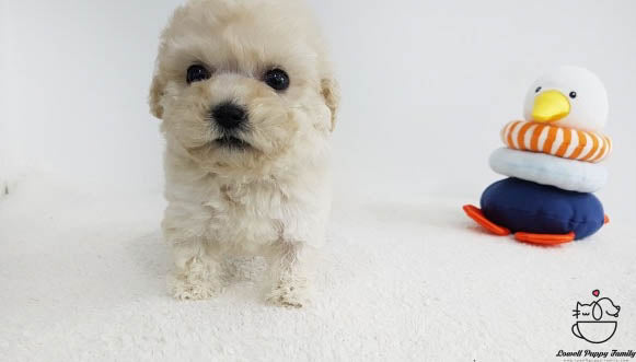 Jon / Teacup Poodle Female [Bora] - Lowell Teacup Puppies inc
