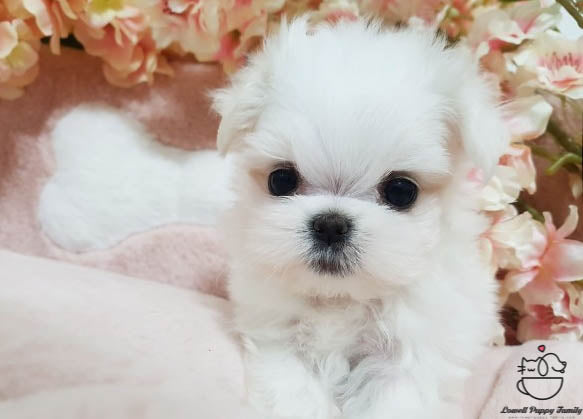 Teacup Maltese Male [Judy] - Lowell Teacup Puppies inc