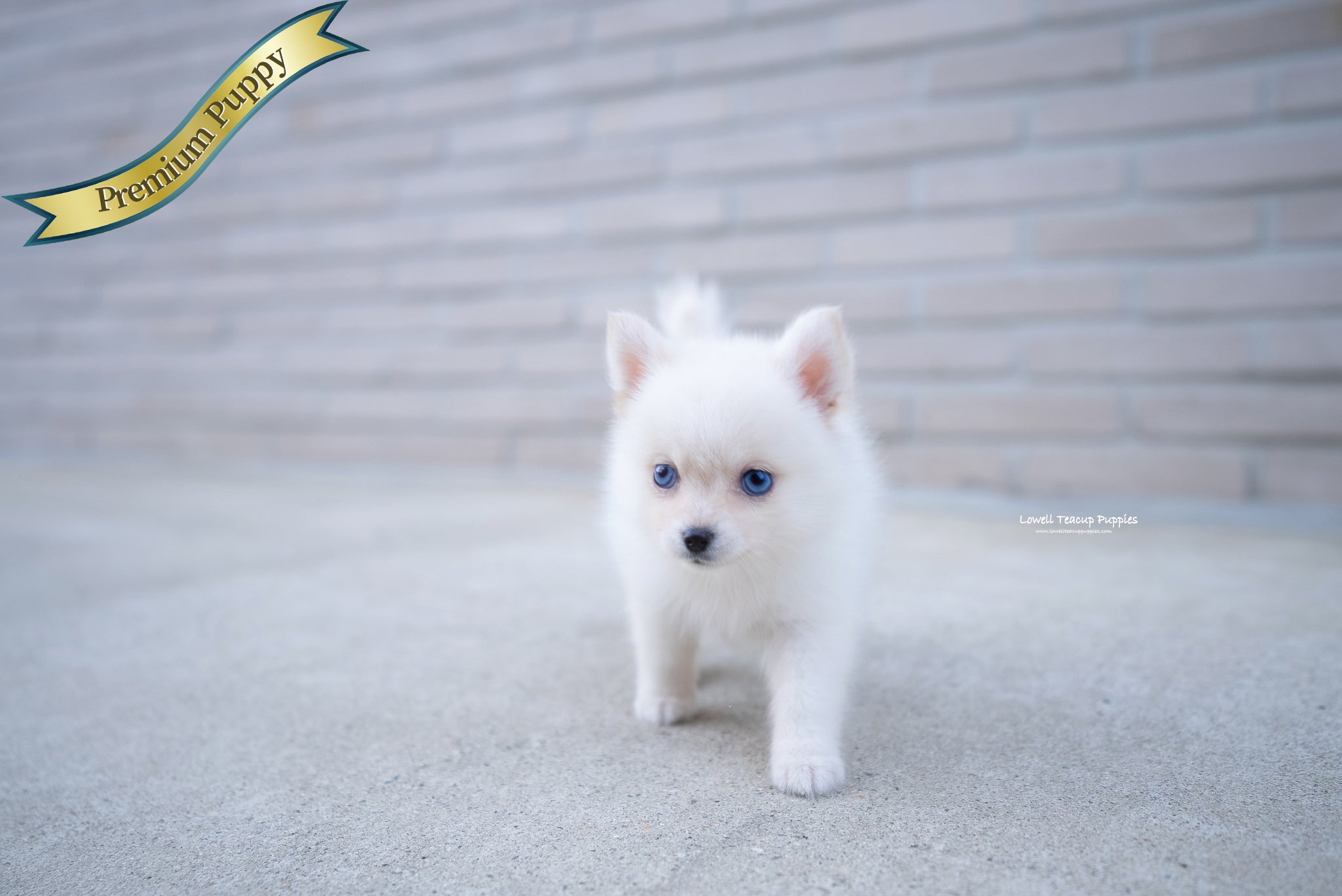 Teacup Pomsky Female [Ivy] - Lowell Teacup Puppies inc