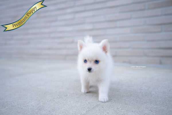 Teacup Pomsky Female [Ivy] - Lowell Teacup Puppies inc