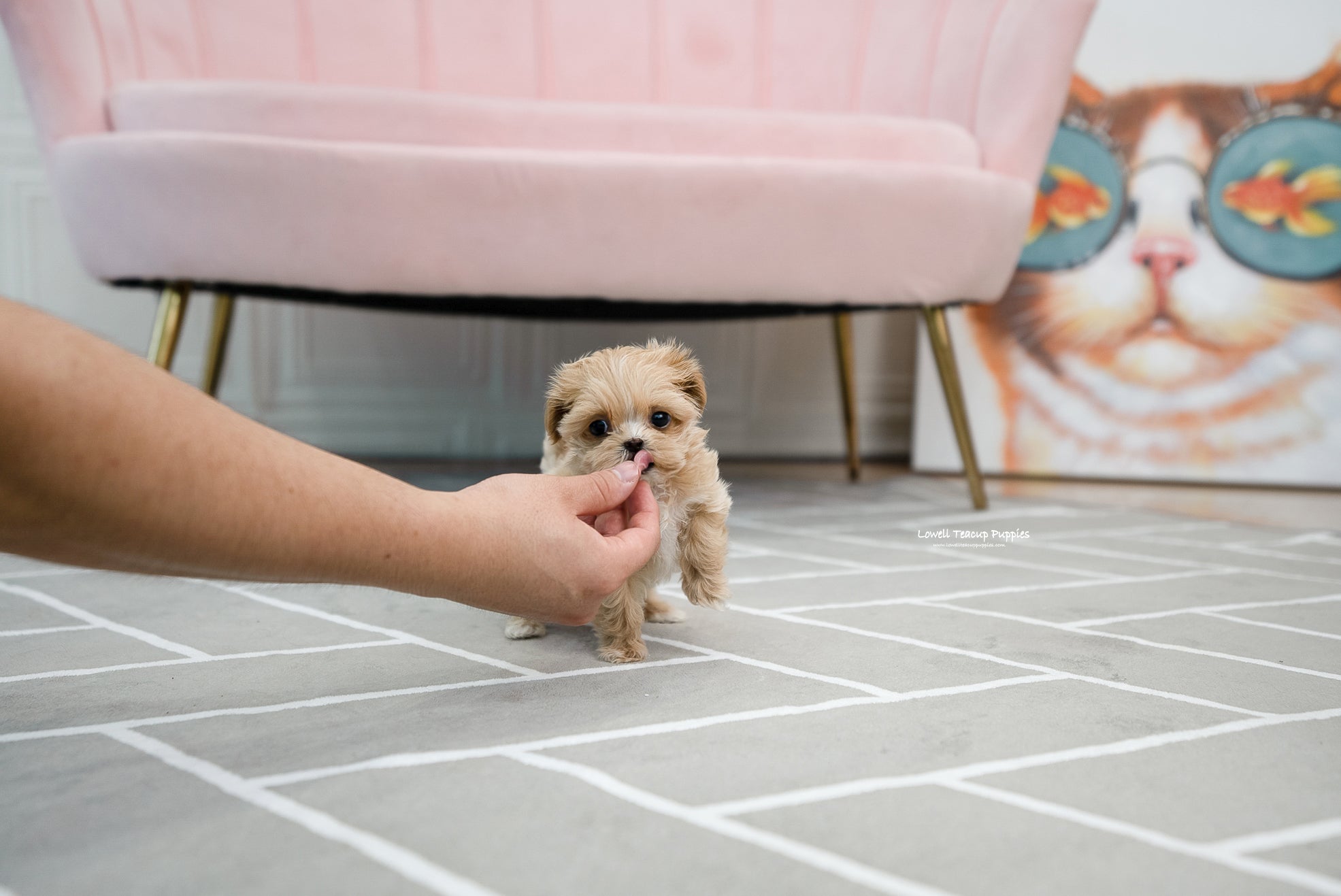 Teacup Maltipoo Female [Mary] - Lowell Teacup Puppies inc