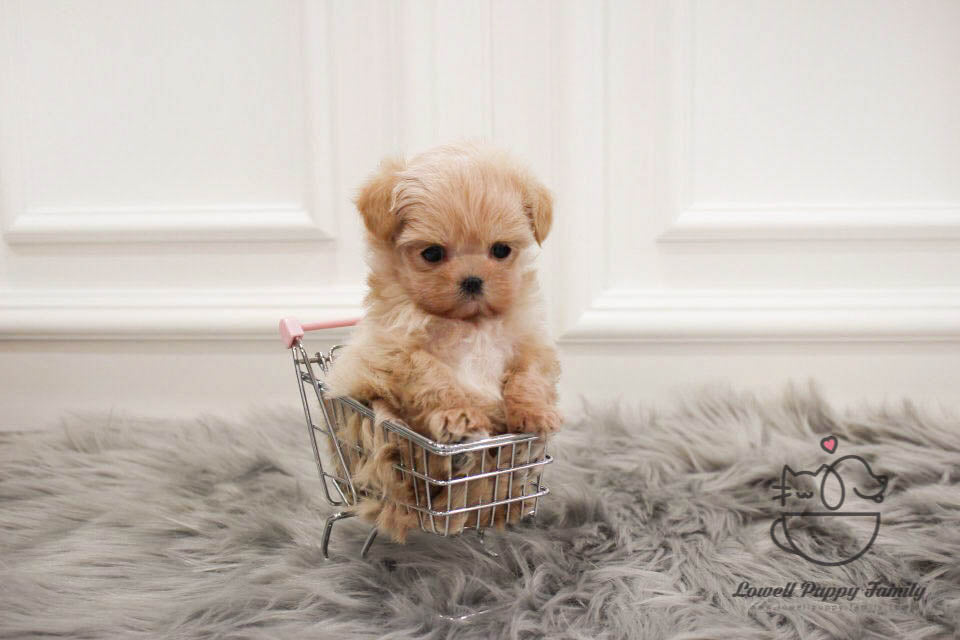 Teacup Maltipoo Female [Vivienne] - Lowell Teacup Puppies inc