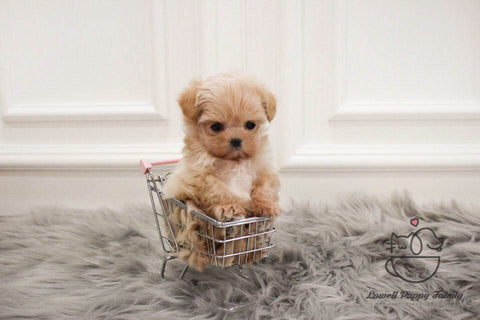 Teacup Maltipoo Female [Vivienne] - Lowell Teacup Puppies inc