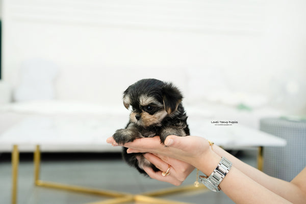 Teacup Morkie Female [Leyna] - Lowell Teacup Puppies inc
