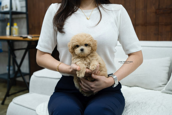Teacup Maltipoo Female [Kelly] - Lowell Teacup Puppies inc