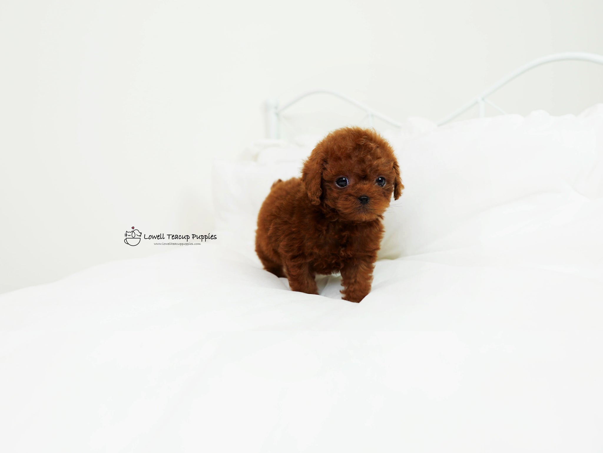 Gomez / Teacup Poodle Male [Chico] - Lowell Teacup Puppies inc