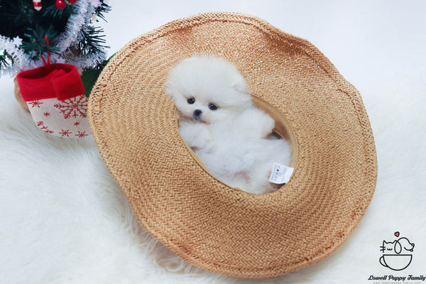 Teacup Pomeranian Male [Buddy] - Lowell Teacup Puppies inc