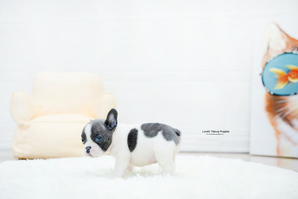 French bulldog Male [Brody] - Lowell Teacup Puppies inc