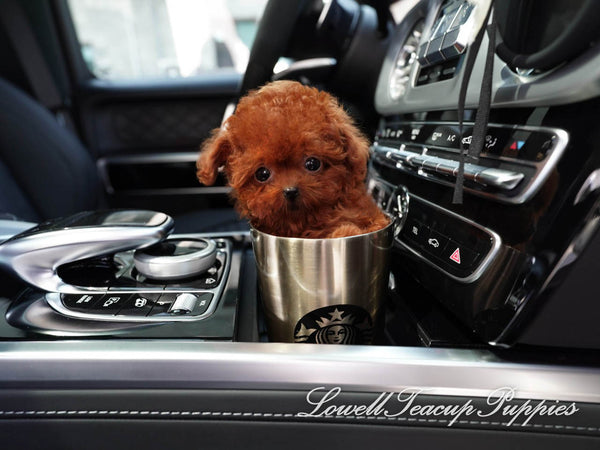 Teacup Poodle Male [Cooper] - Lowell Teacup Puppies inc