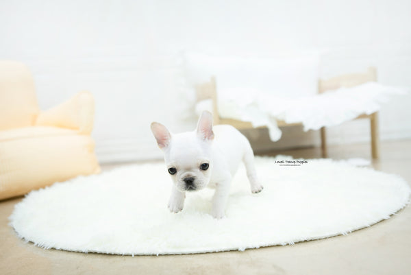 French bulldog Male [Mateo] - Lowell Teacup Puppies inc