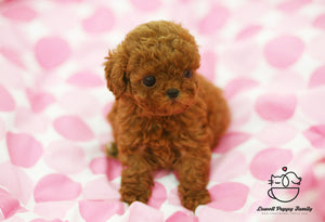 Teacup Poodle Female [Hershey] - Lowell Teacup Puppies inc