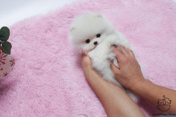 Teacup Pomeranian Male [Buddy] - Lowell Teacup Puppies inc