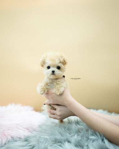 Teacup Poodle Male [Soren]