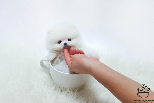 Teacup Pomeranian Male [Buddy] - Lowell Teacup Puppies inc