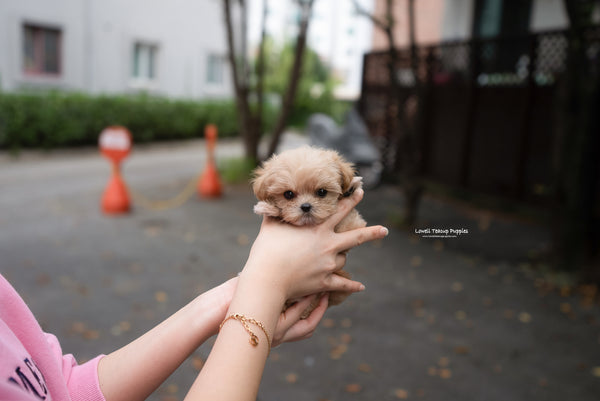 Teacup Maltipoo Female [Fendi] - Lowell Teacup Puppies inc