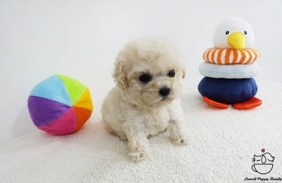 Jon / Teacup Poodle Female [Bora] - Lowell Teacup Puppies inc
