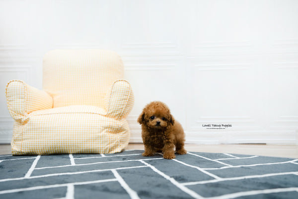 Teacup Poodle Female [Hazel] - Lowell Teacup Puppies inc