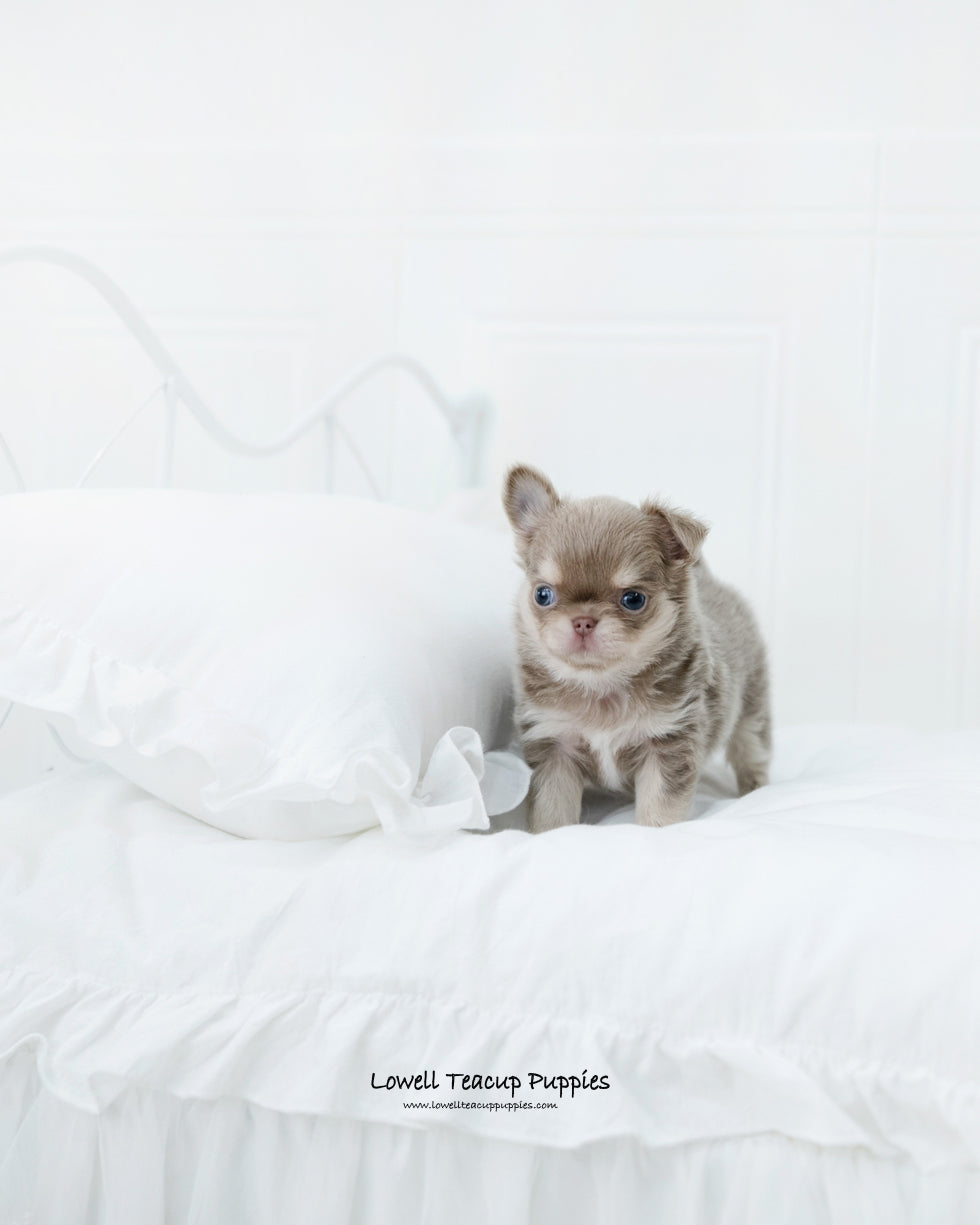 Teacup Chihuahua Male [Hugo] - Lowell Teacup Puppies inc