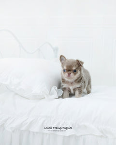 Teacup Chihuahua Male [Hugo] - Lowell Teacup Puppies inc