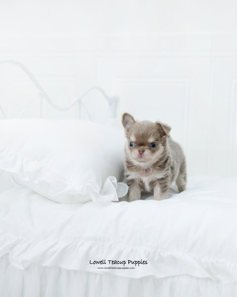 Teacup Chihuahua Male [Hugo] - Lowell Teacup Puppies inc